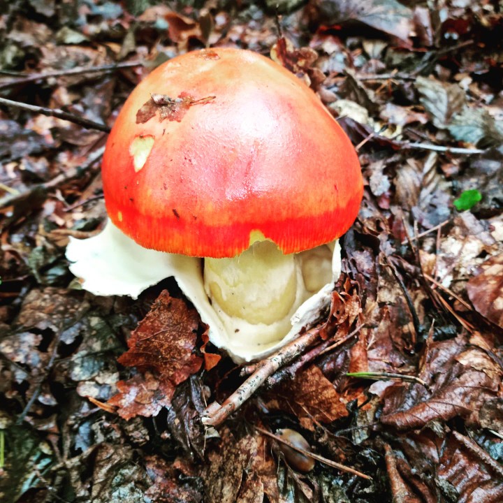 3 Champignons comestible facile à reconnaitre.