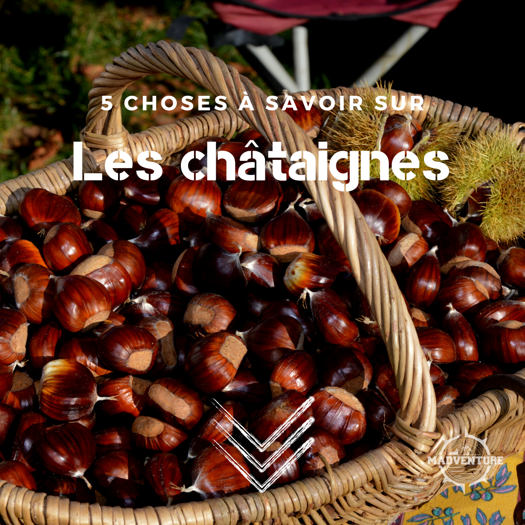 🌰 5 Choses à Savoir sur les Châtaignes 🌰