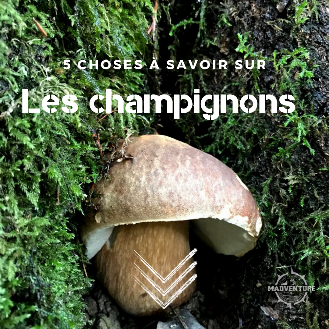 🍄 5 choses à savoir sur les champignons 🍄